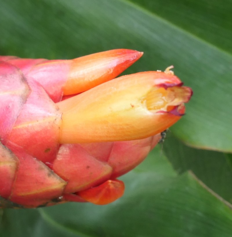 Costus rubineus photo 3