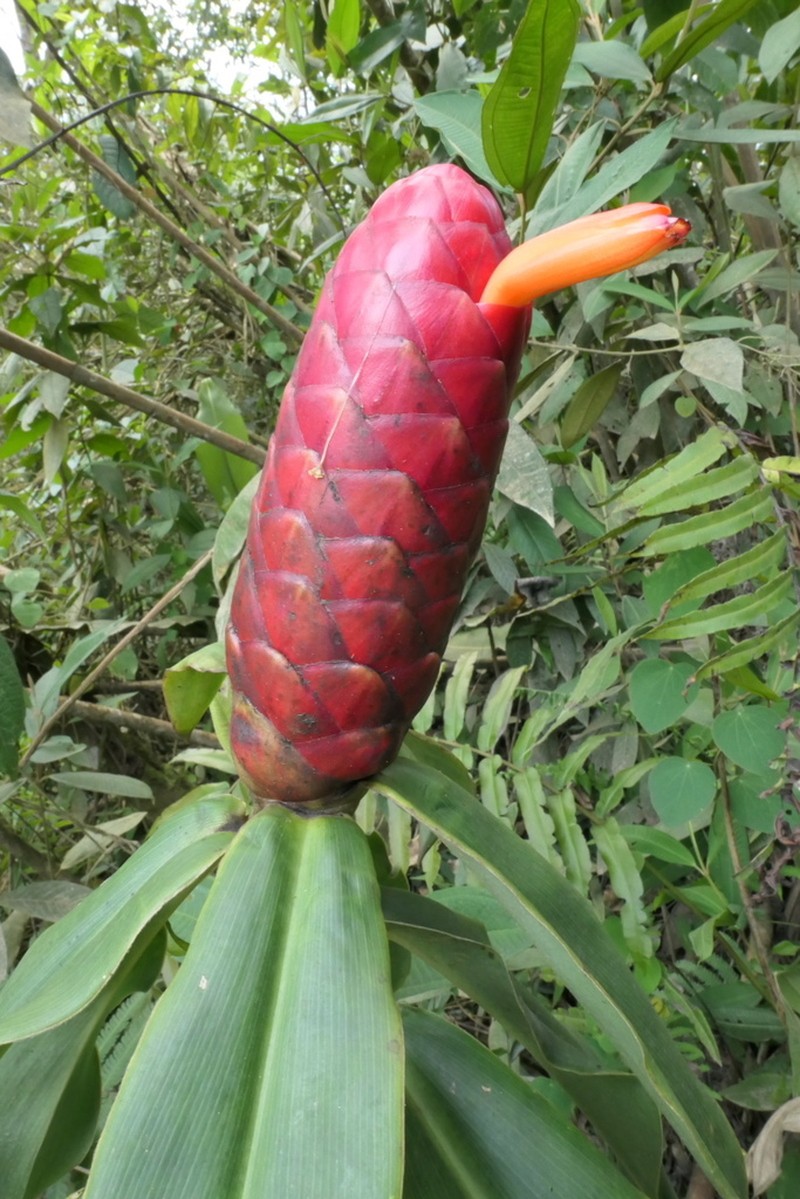 Costus rubineus photo 4