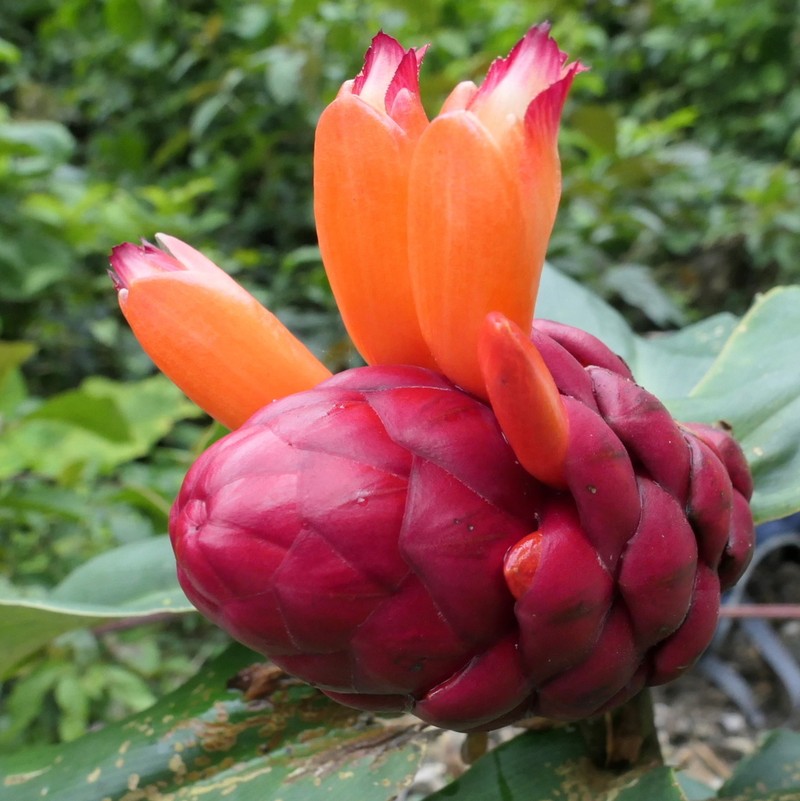 Costus rubineus photo 5