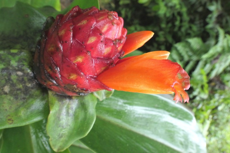 Costus rubineus photo 6