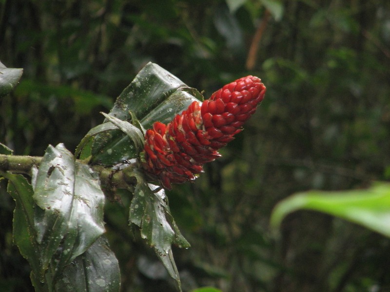 Costus rubineus photo 7
