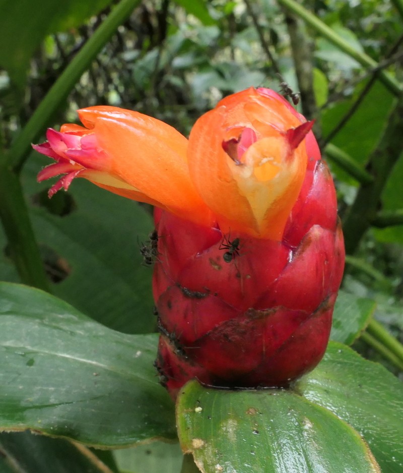 Costus rubineus photo 8