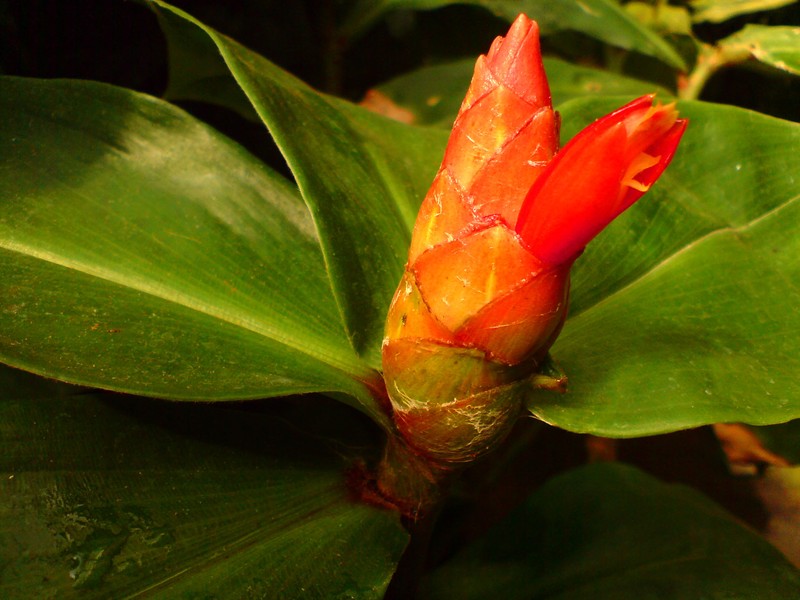 Spiral Ginger photo 4