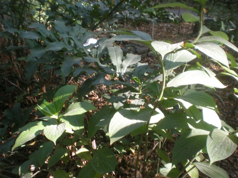 Spiral Ginger photo 5