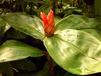 Spiral Ginger