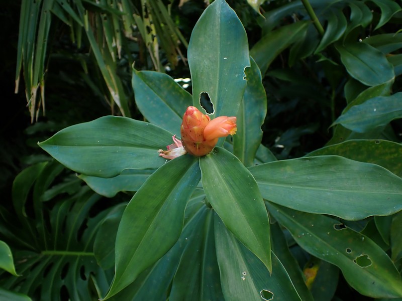 Spiral Ginger photo 2