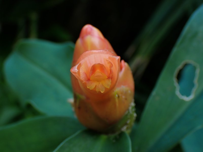 Spiral Ginger photo 6
