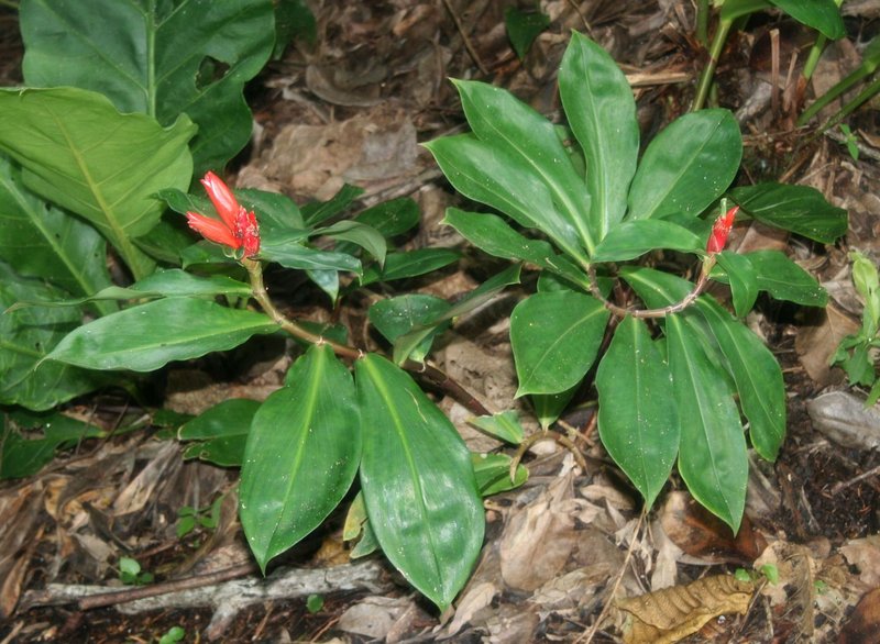 Spiral Ginger photo 7