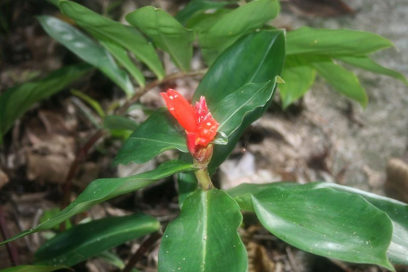 Spiral Ginger photo 8