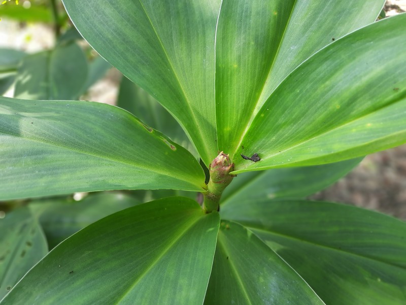 Canereed photo 2
