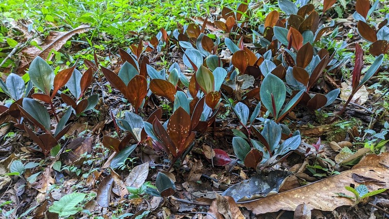 Costus whiskeycola