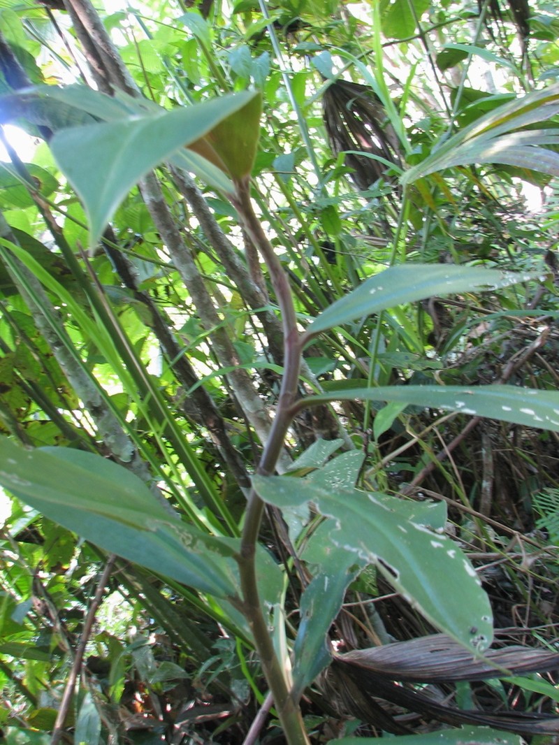 Costus whiskeycola photo 3