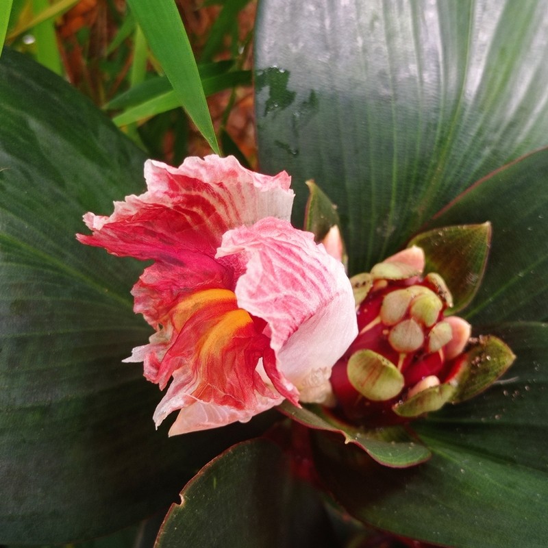 Costus whiskeycola photo 4