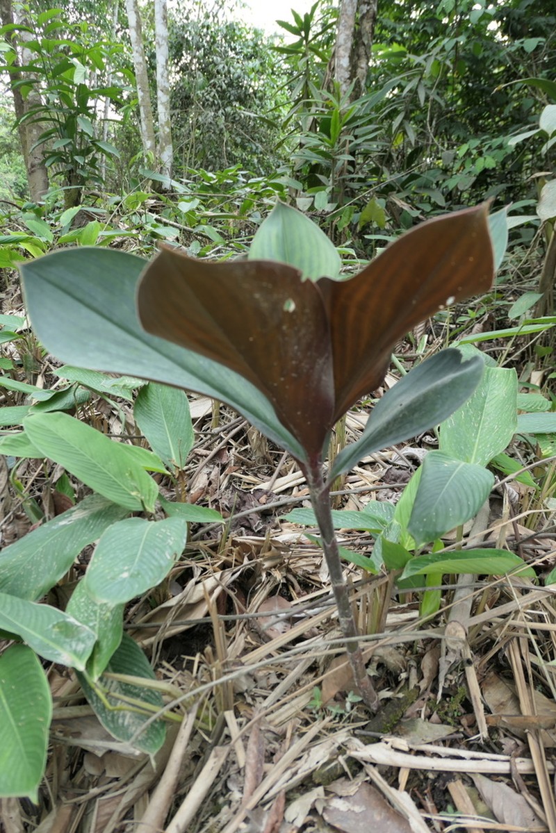 Costus whiskeycola photo 5