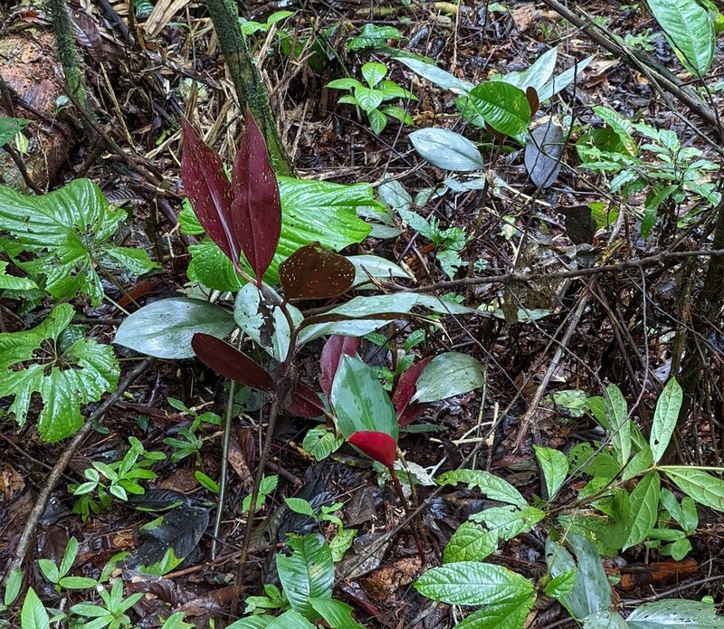 Costus whiskeycola photo 6