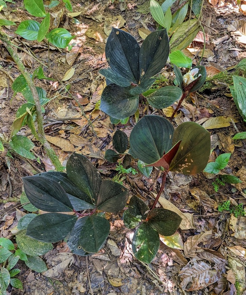 Costus whiskeycola photo 7
