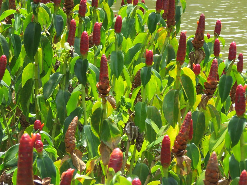 Scarlet Spiral-Ginger photo 4