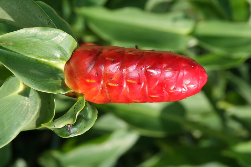 Scarlet Spiral-Ginger photo 2