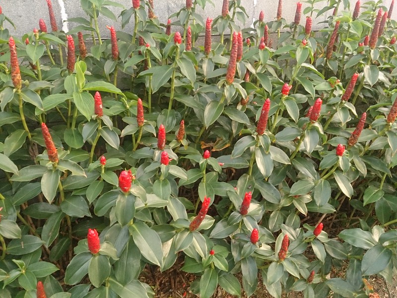 Scarlet Spiral-Ginger photo 3