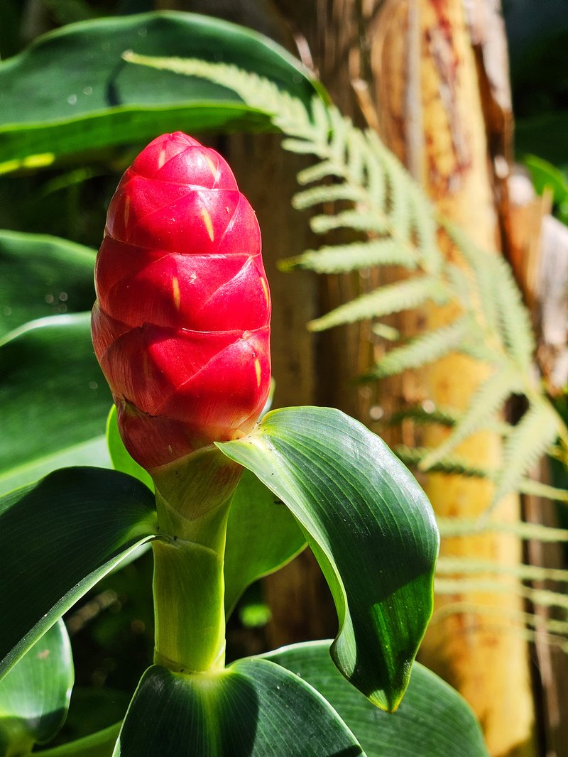Scarlet Spiral-Ginger photo 5