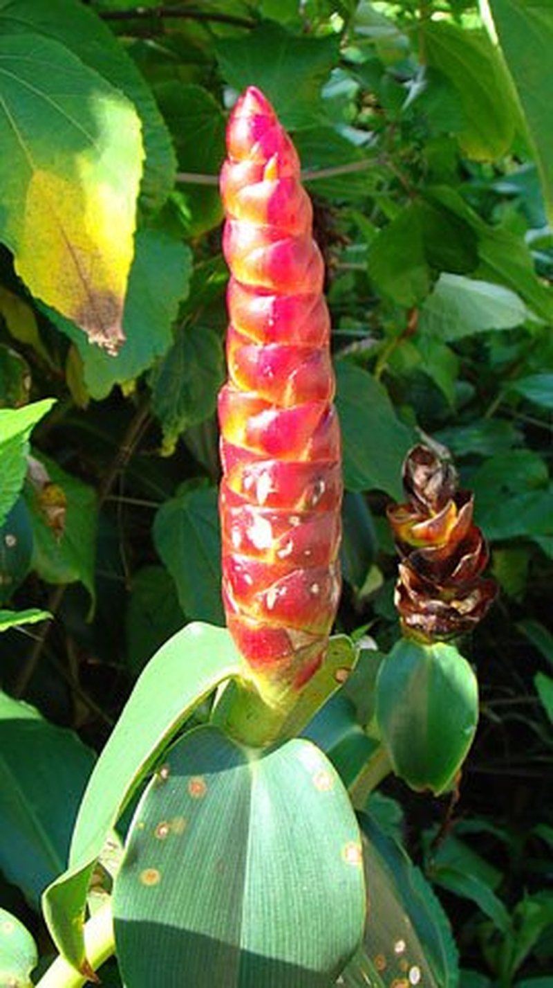 Scarlet Spiral-Ginger photo 6