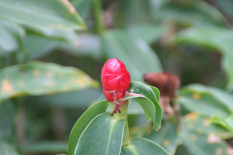 Scarlet Spiral-Ginger photo 7
