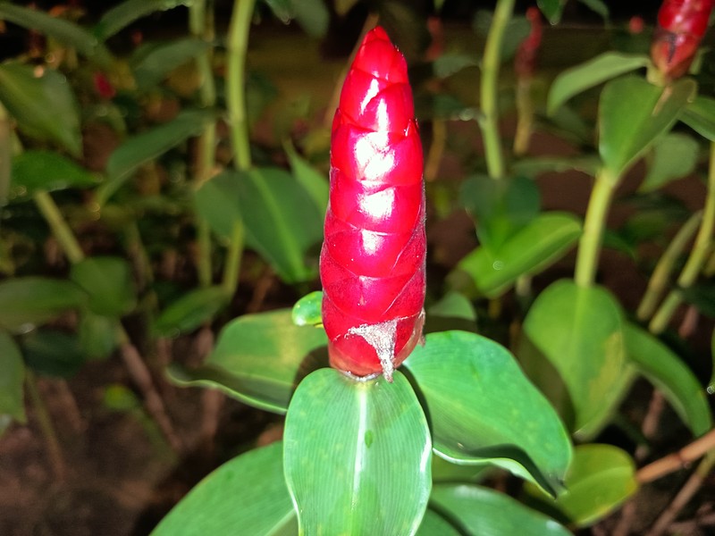 Scarlet Spiral-Ginger photo 8