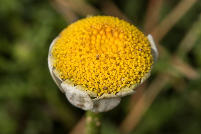 Cota amblyolepis