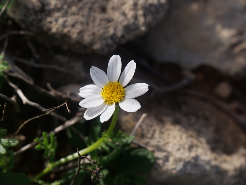 Cota amblyolepis photo 3