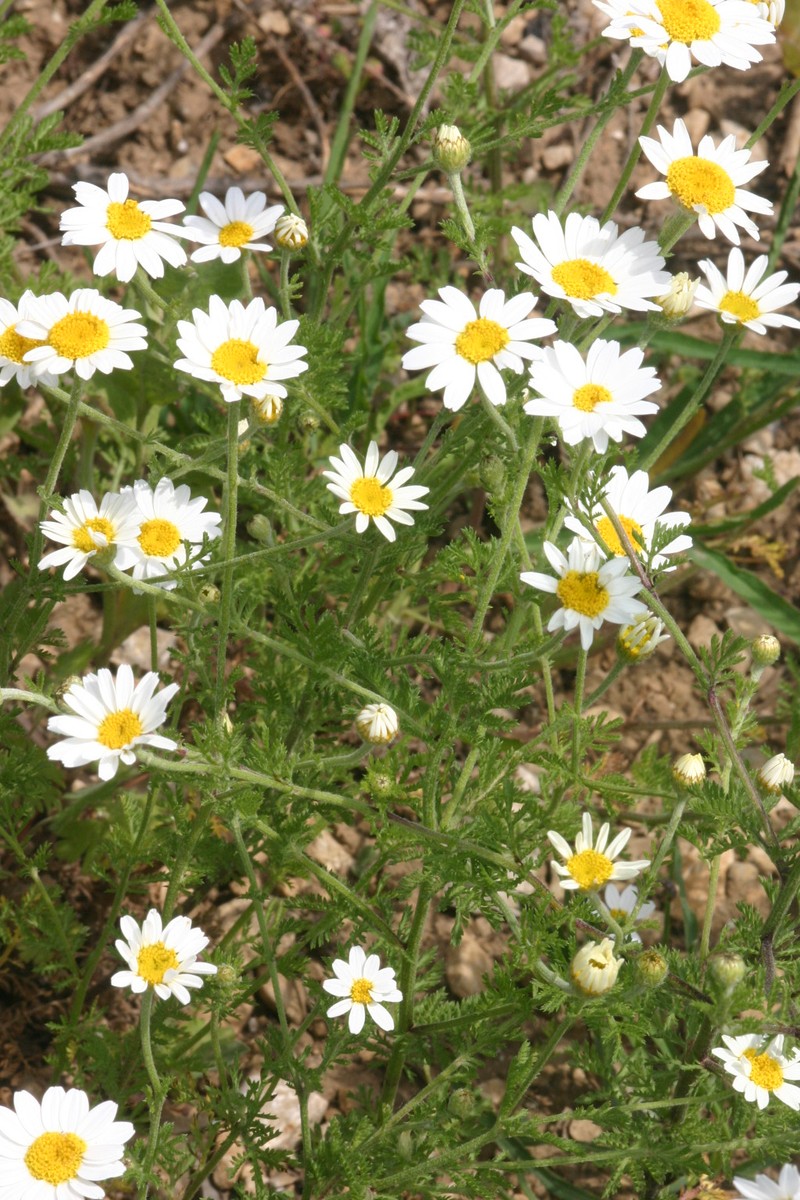 Austrian Chamomile photo 6