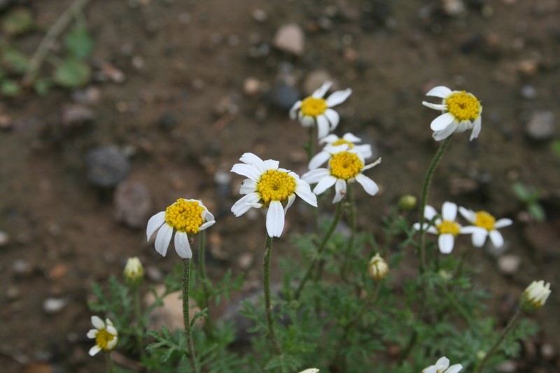 Austrian Chamomile photo 7