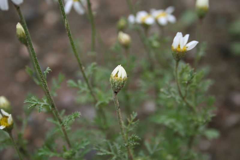 Austrian Chamomile photo 8