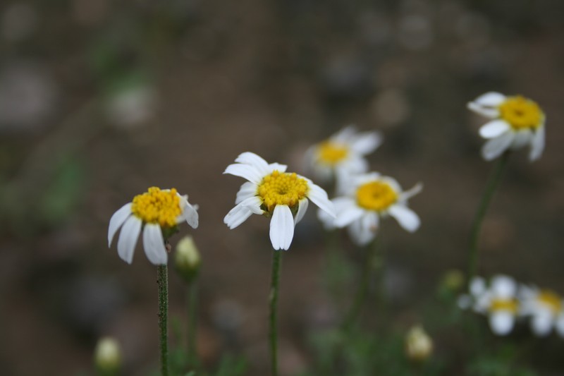 Austrian Chamomile photo 9