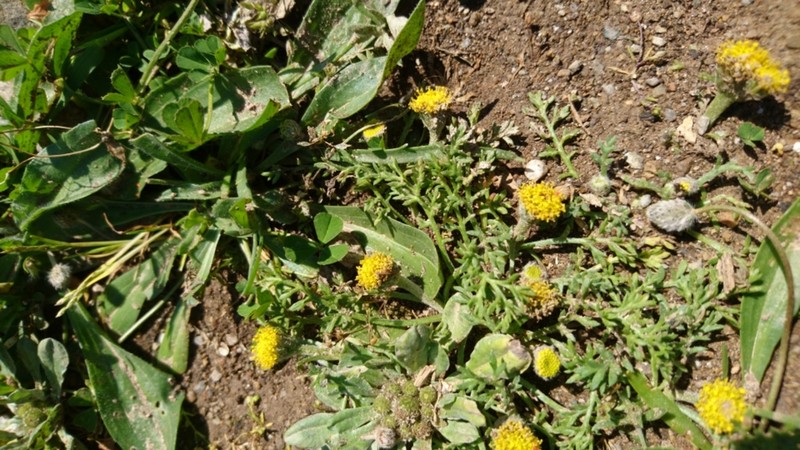 Cota coelopoda