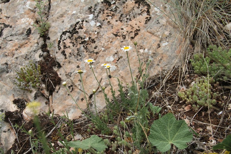 Cota jailensis