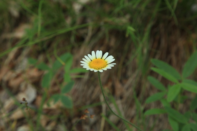 Cota jailensis photo 3