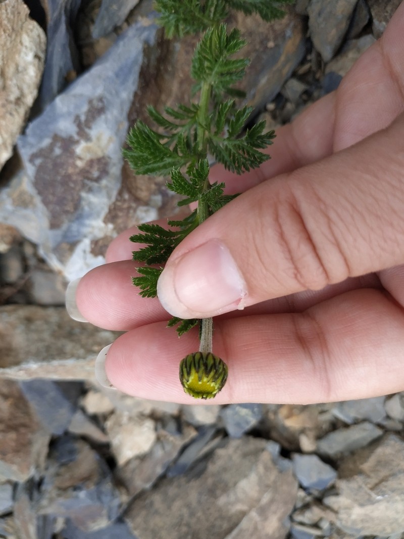 Cota melanoloma