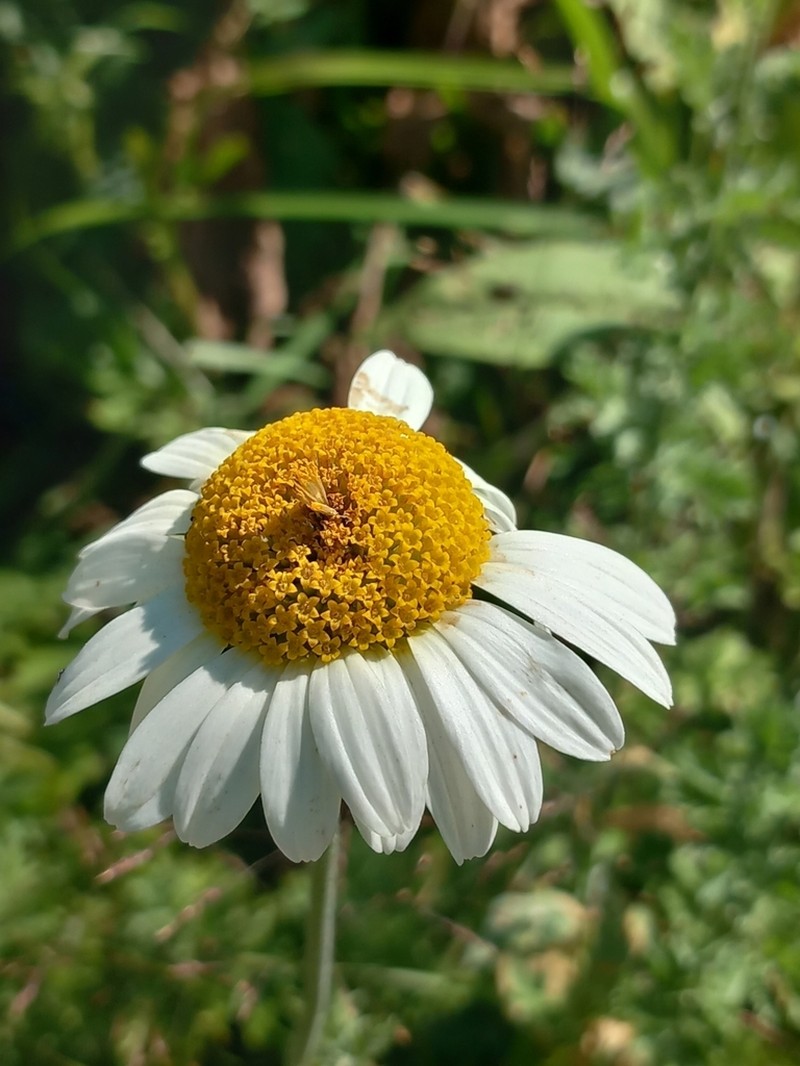 Cota melanoloma photo 4