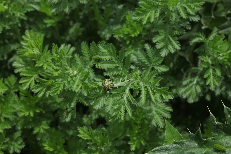 Cota melanoloma photo 5