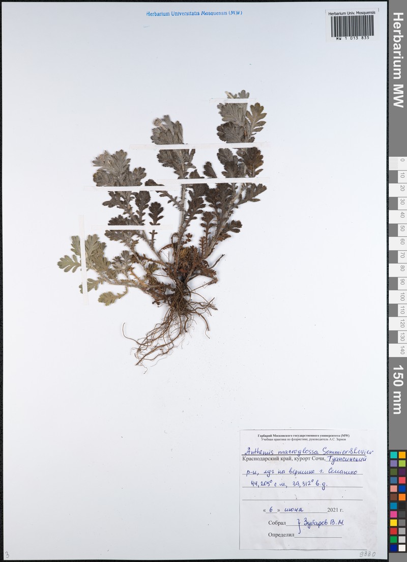 Cota melanoloma subsp. melanoloma