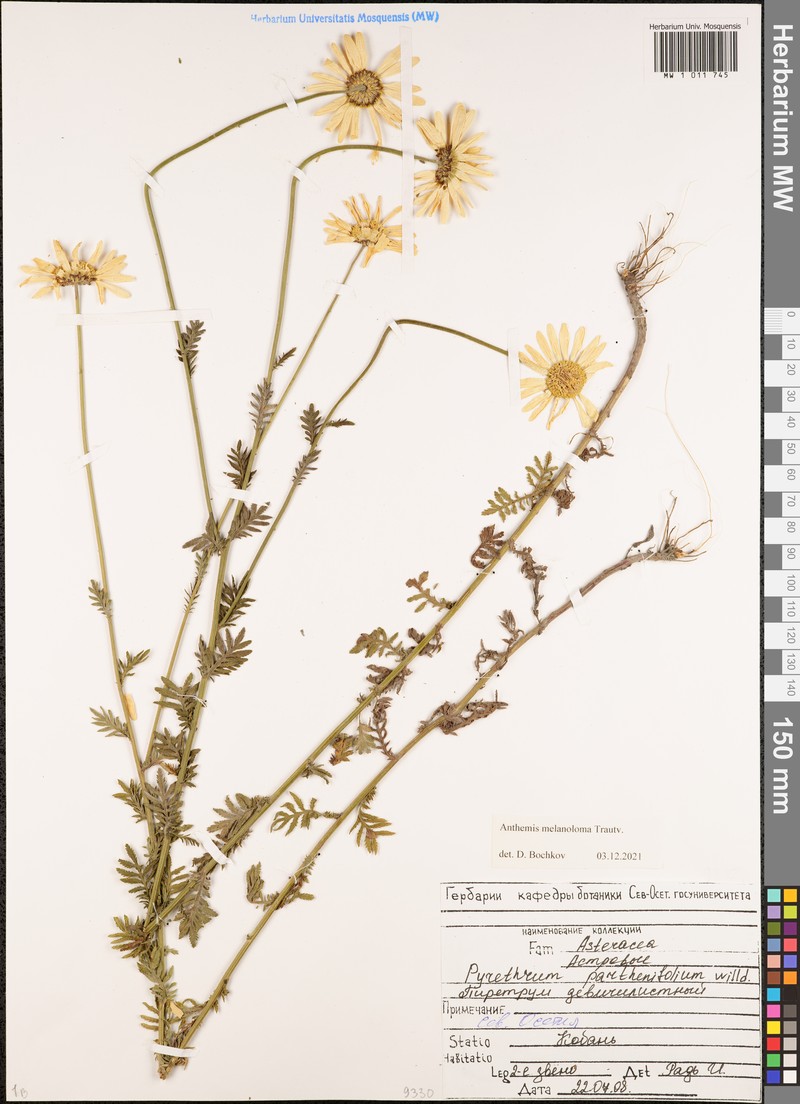 Cota melanoloma subsp. melanoloma photo 2