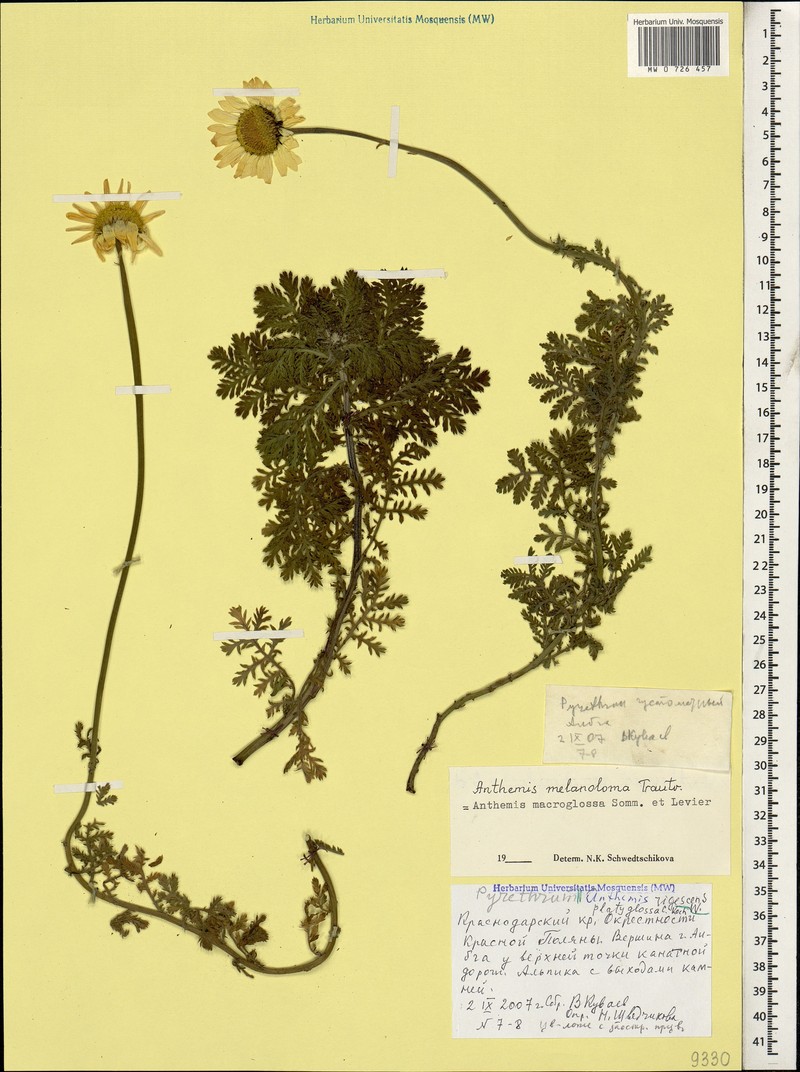 Cota melanoloma subsp. melanoloma photo 3