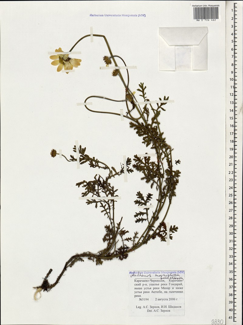 Cota melanoloma subsp. melanoloma photo 4
