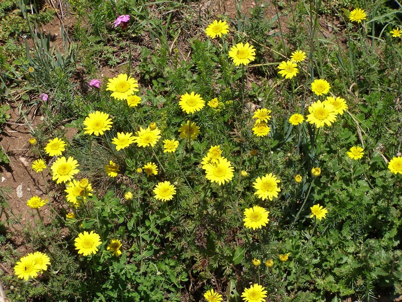 Cota monantha