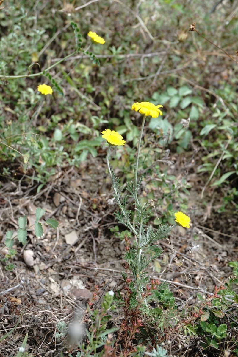 Cota monantha photo 3