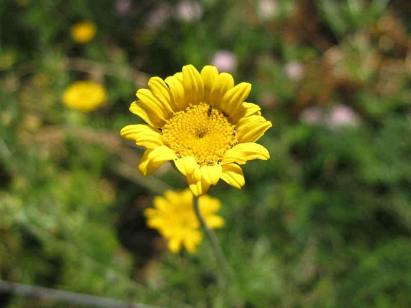 Cota monantha photo 4