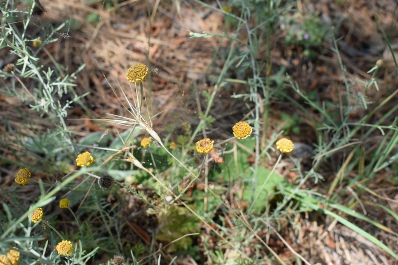 Cota monantha photo 7