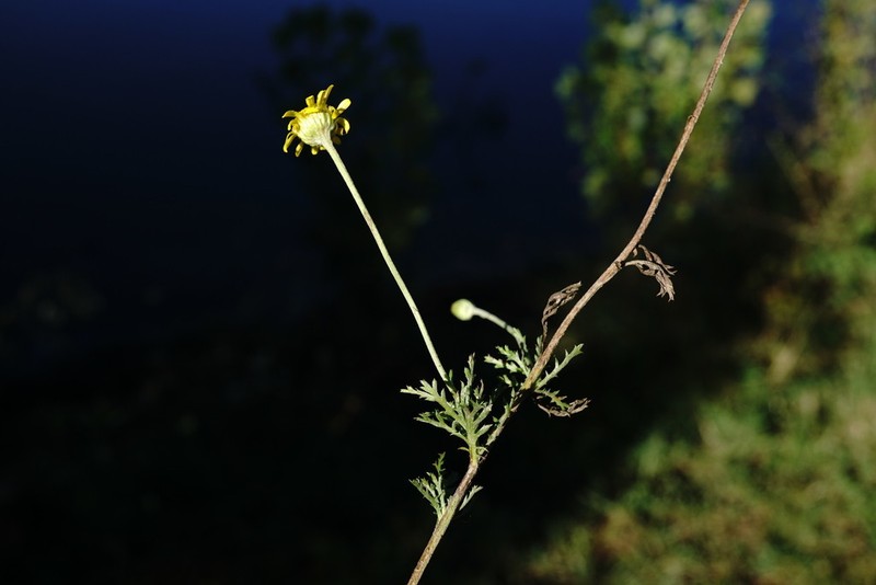 Cota monantha photo 8
