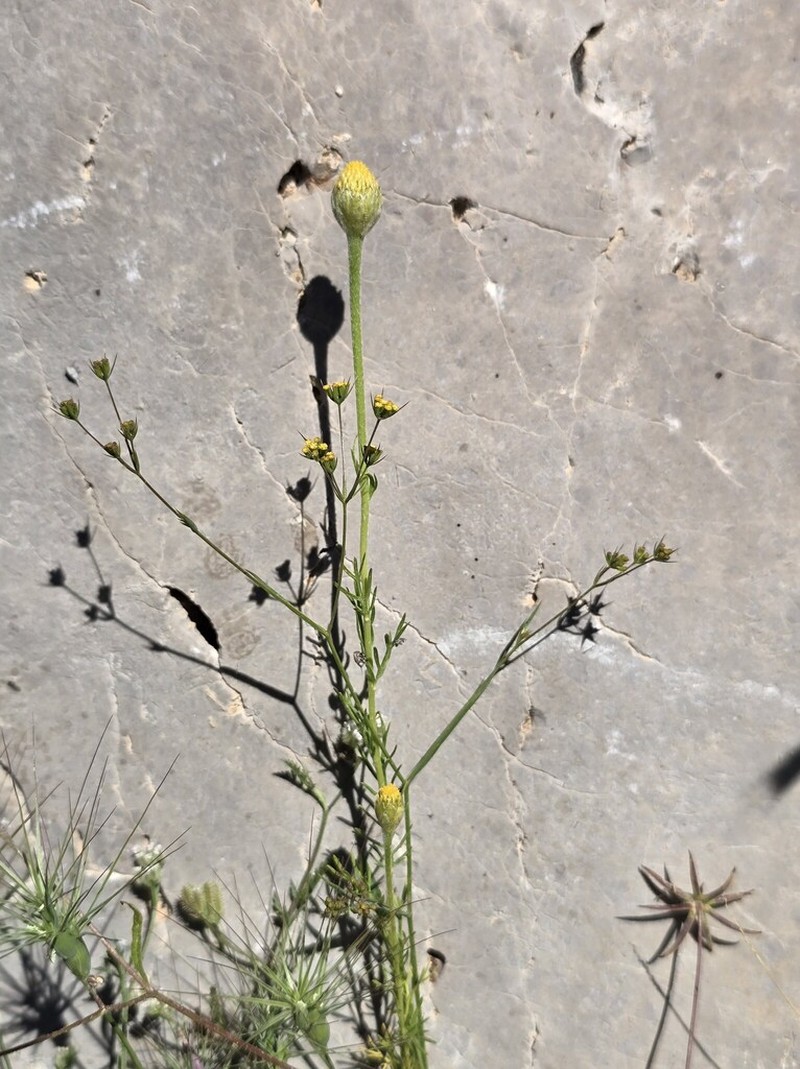 Cota nigellifolia