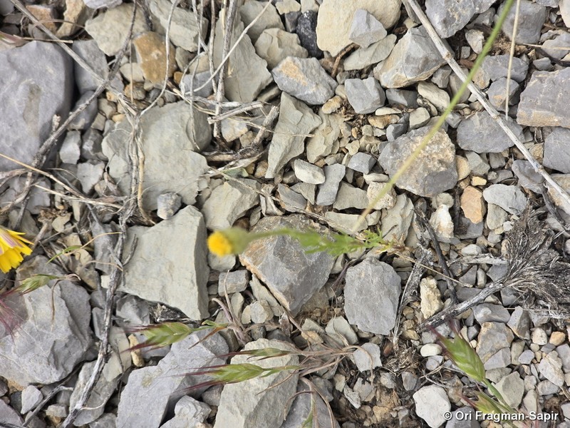 Cota nigellifolia photo 2
